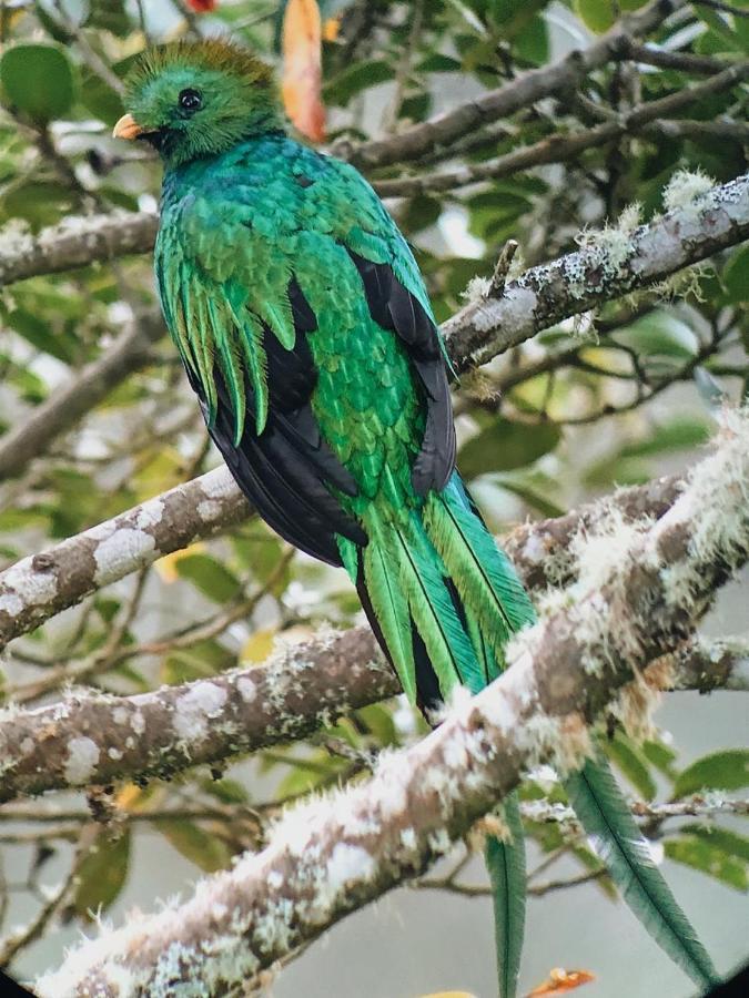Trogon Lodge San Gerardo de Dota Kültér fotó